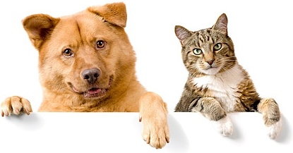 Pet Journey Nationwide Network Help for dog, multi cats tips